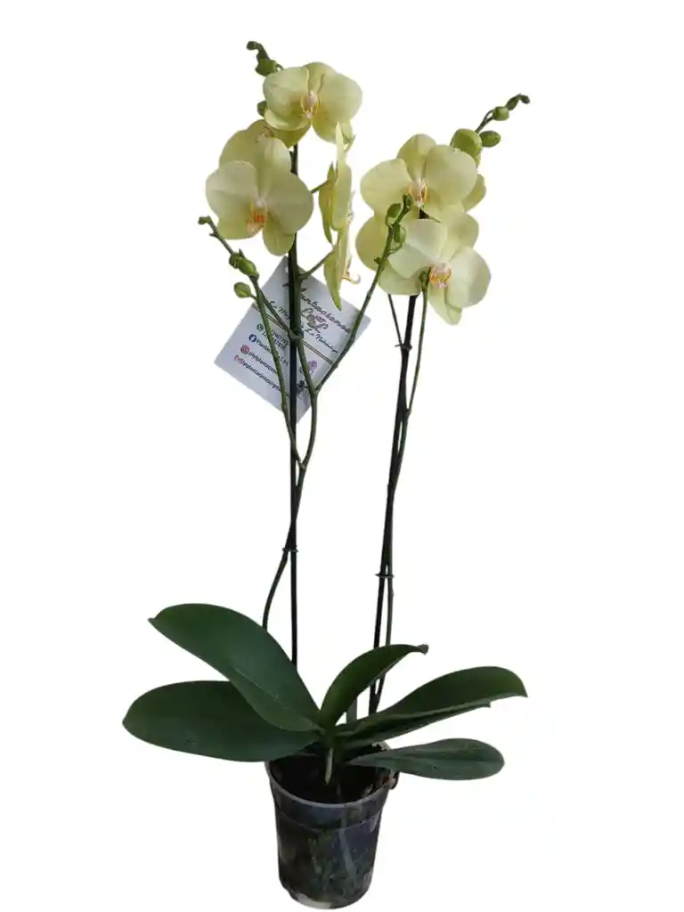 Orquídeas Amarilla Limón 2 Espigas