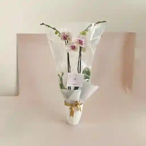 Orquideas Chispiadas