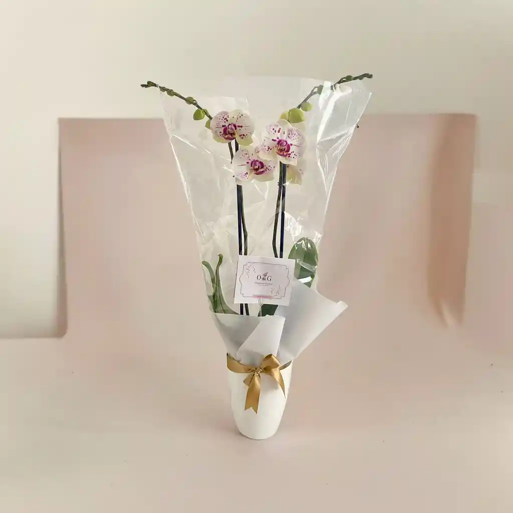 Orquideas Chispiadas