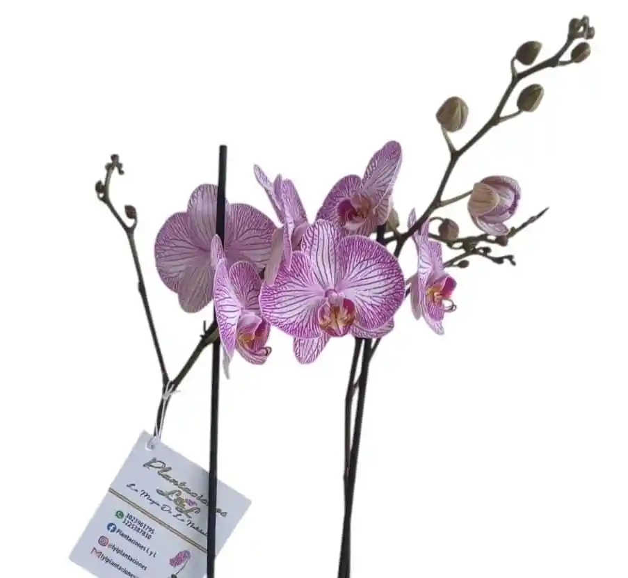 Orquídea 2 Espigas Lila
