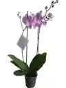 Orquídea 2 Espigas Lila