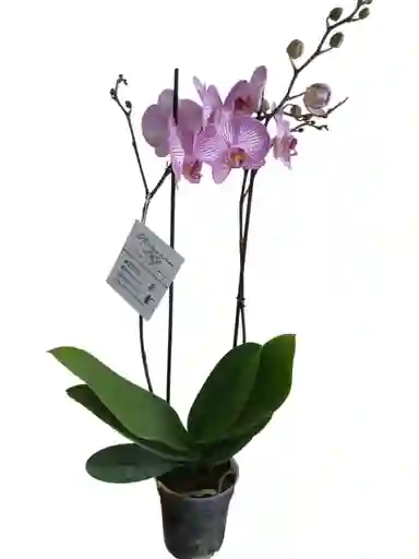 Orquídea 2 Espigas Lila