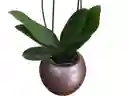 Orquídea Lila 2 Espigas, Cerámica Oro Rosa