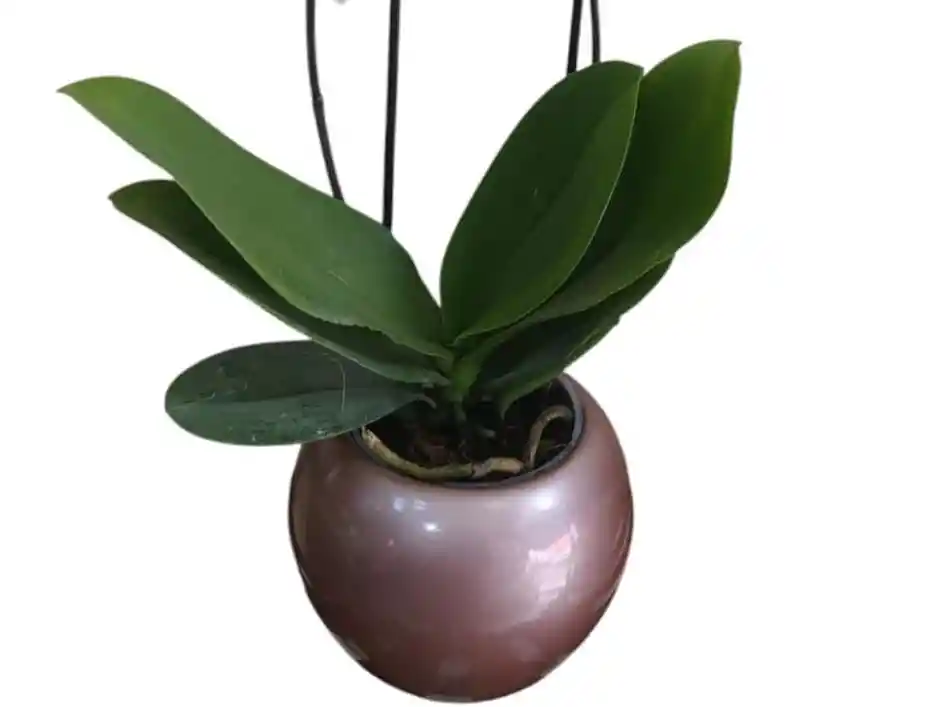 Orquídea Lila 2 Espigas, Cerámica Oro Rosa