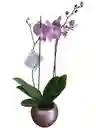 Orquídea Lila 2 Espigas, Cerámica Oro Rosa