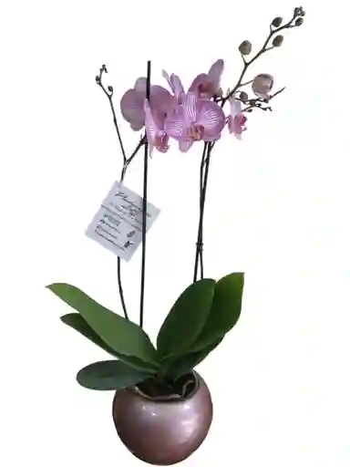 Orquídea Lila 2 Espigas, Cerámica Oro Rosa