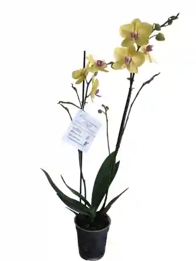 Orquídea Amarilla 2 Espigas