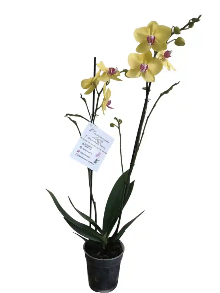 Orquídea Amarilla 2 Espigas