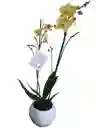 Orquídeas Amarilla 2 Espigas, Matera De Cerámica