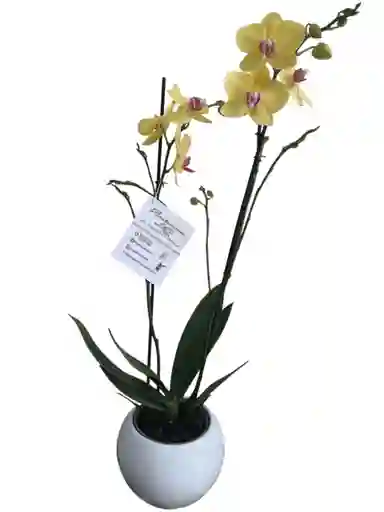 Orquídeas Amarilla 2 Espigas, Matera De Cerámica