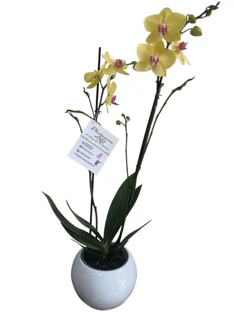 Orquídeas Amarilla 2 Espigas, Matera De Cerámica