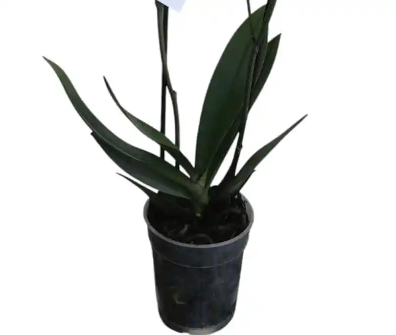 Orquídea Salmón 2 Espigas