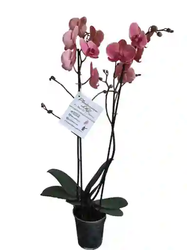 Orquídea Salmón 2 Espigas