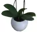 Orquídea Salmón, Con Matera De Cerámica