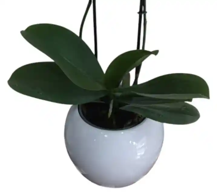 Orquídea Salmón, Con Matera De Cerámica