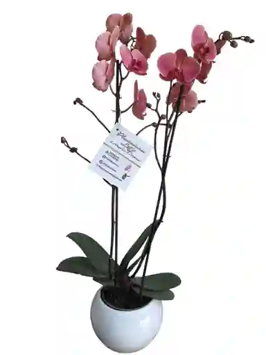 Orquídea Salmón, Con Matera De Cerámica