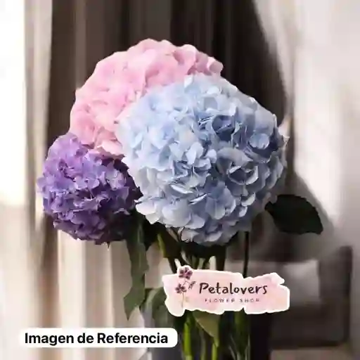 Flores Detalle Hortensias Surtidas