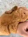 Manillas Edicion Capibara