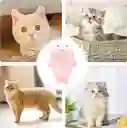 Cepillo A Vapor Para Mascotas Bonito Cepillo De Masaje Rosado Desmontable Antiestático