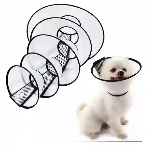 Collar Isabelino Talla Xl