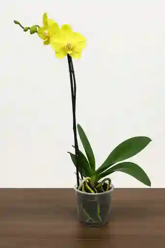 Orquidea Amarilla Suave X1 Tallo