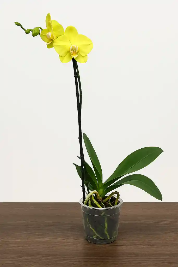 Orquidea Amarilla Suave X1 Tallo