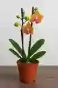 Orquidea Mini Naranja Con Vetas Fucsias X2 Tallos