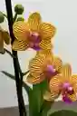 Orquidea Mini Naranja Con Vetas Fucsias X2 Tallos