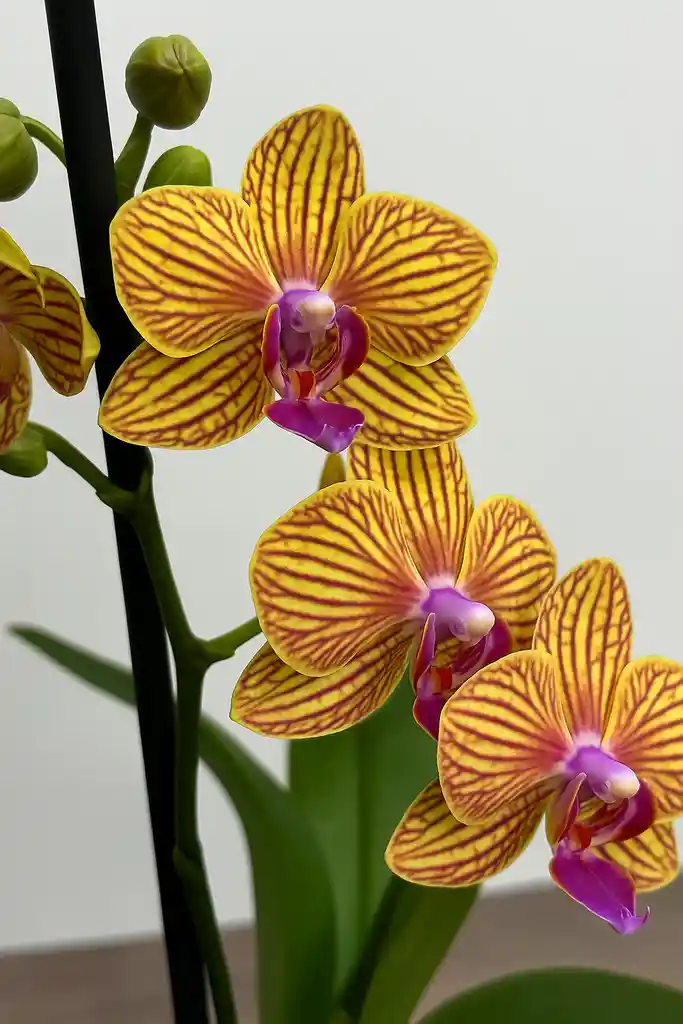 Orquidea Mini Naranja Con Vetas Fucsias X2 Tallos