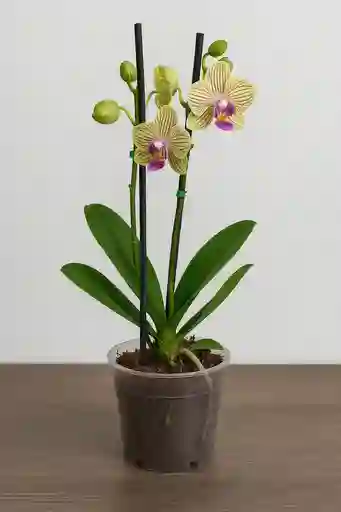 Orquidea Mini De Vetas Fucsias