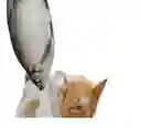 Juguete Pez Con Movimiento Para Mascotas Yu30cm
