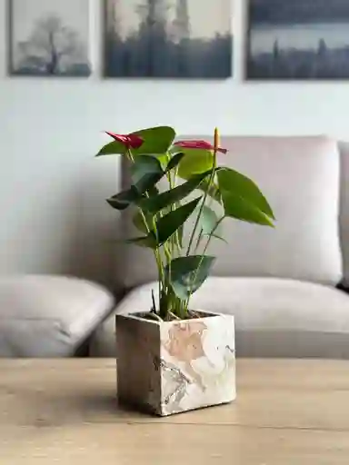 Mini Anturio Rojo + Matera Cubo
