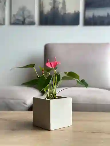 Anturio Mini + Matera Cubo