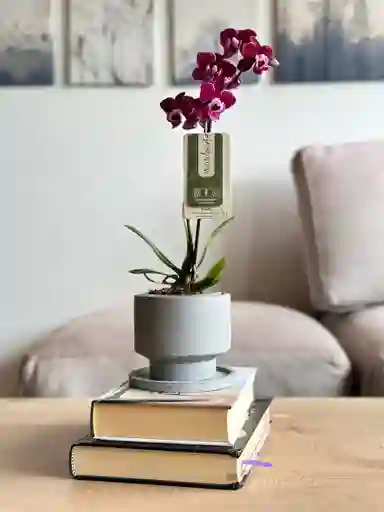 Orquidea Mini + Matera + Plato