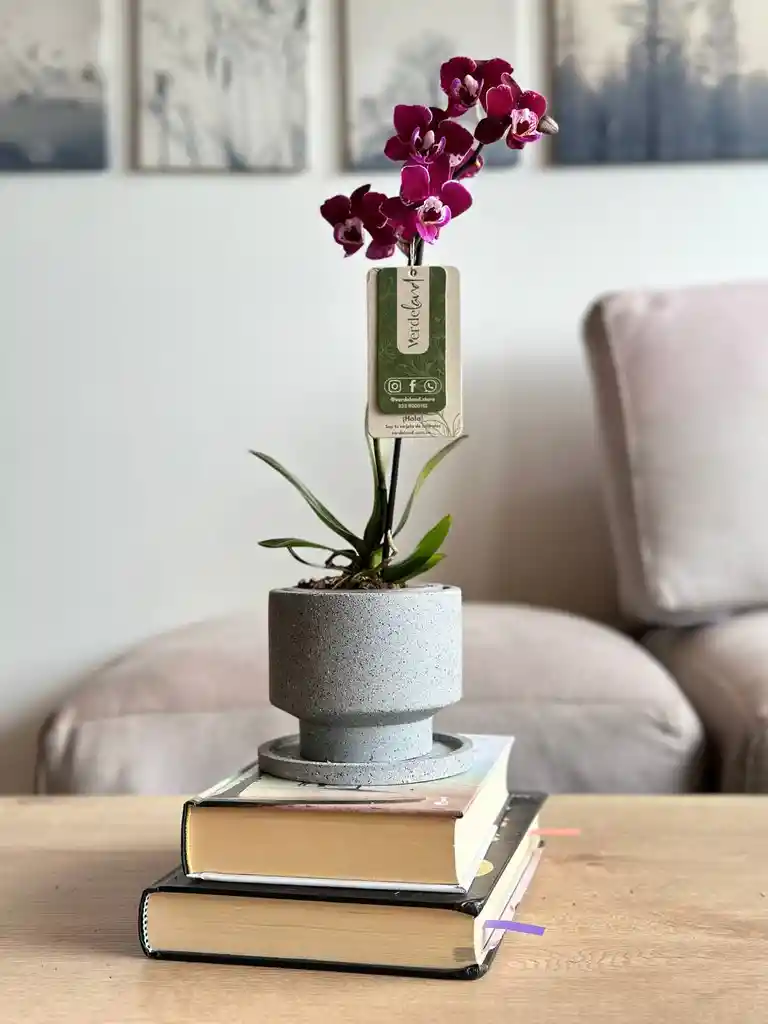 Orquidea Mini + Matera + Plato