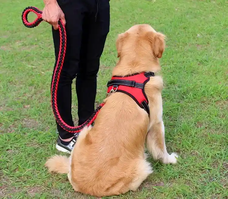 Traílla Trenzada Y Arnés Talla Xl Pecho 70-92cm