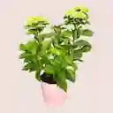 Planta Hortensia Rosada En Matera