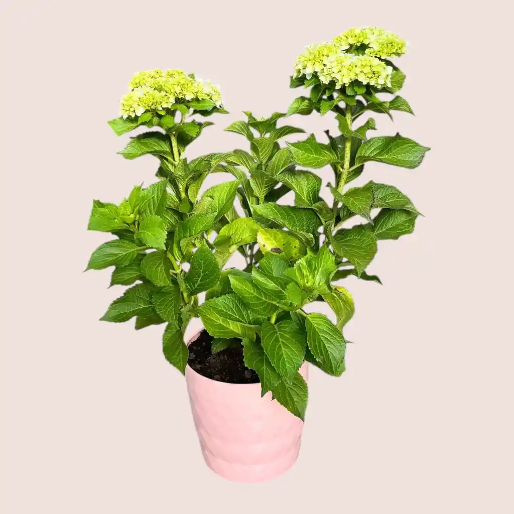 Planta Hortensia Rosada En Matera