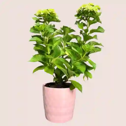 Planta Hortensia Rosada En Matera