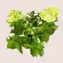 Planta Hortensia Rosada En Matera