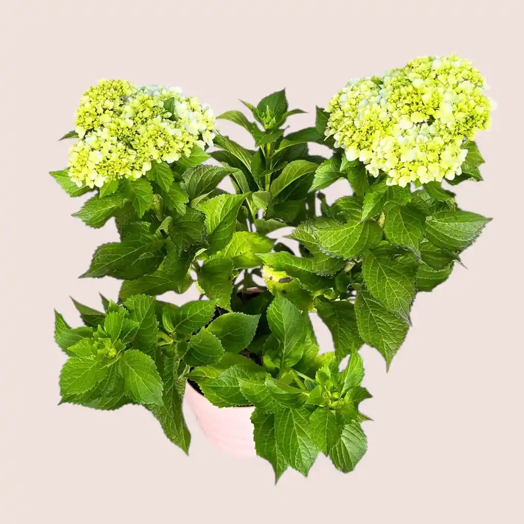Planta Hortensia Rosada En Matera