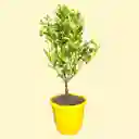 Planta De Limón En Matera