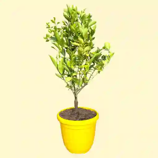 Planta De Limón En Matera