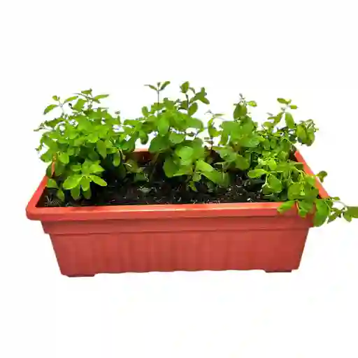 Huerto Aromático De Menta Y Hierbabuena