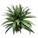 Planta Dracena Warneke En Matera