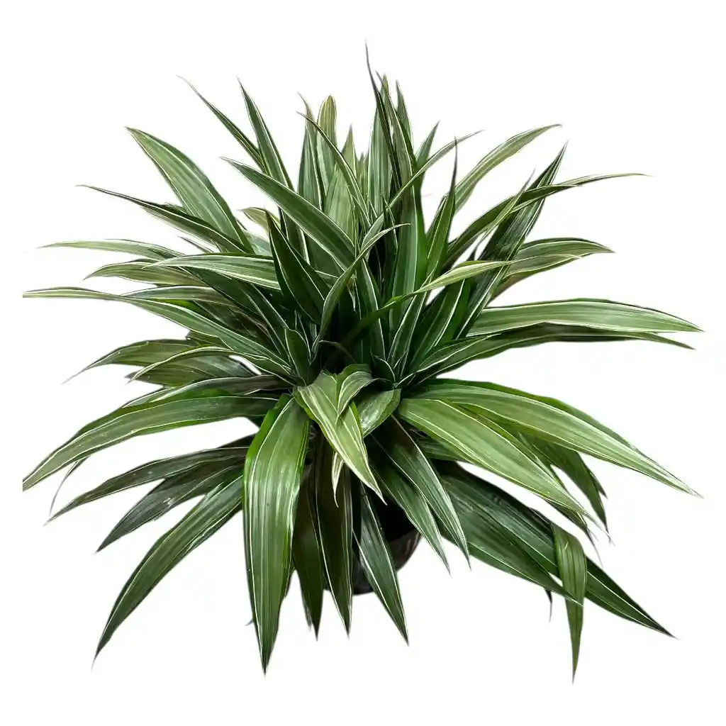 Planta Dracena Warneke En Matera
