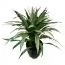 Planta Dracena Warneke En Matera