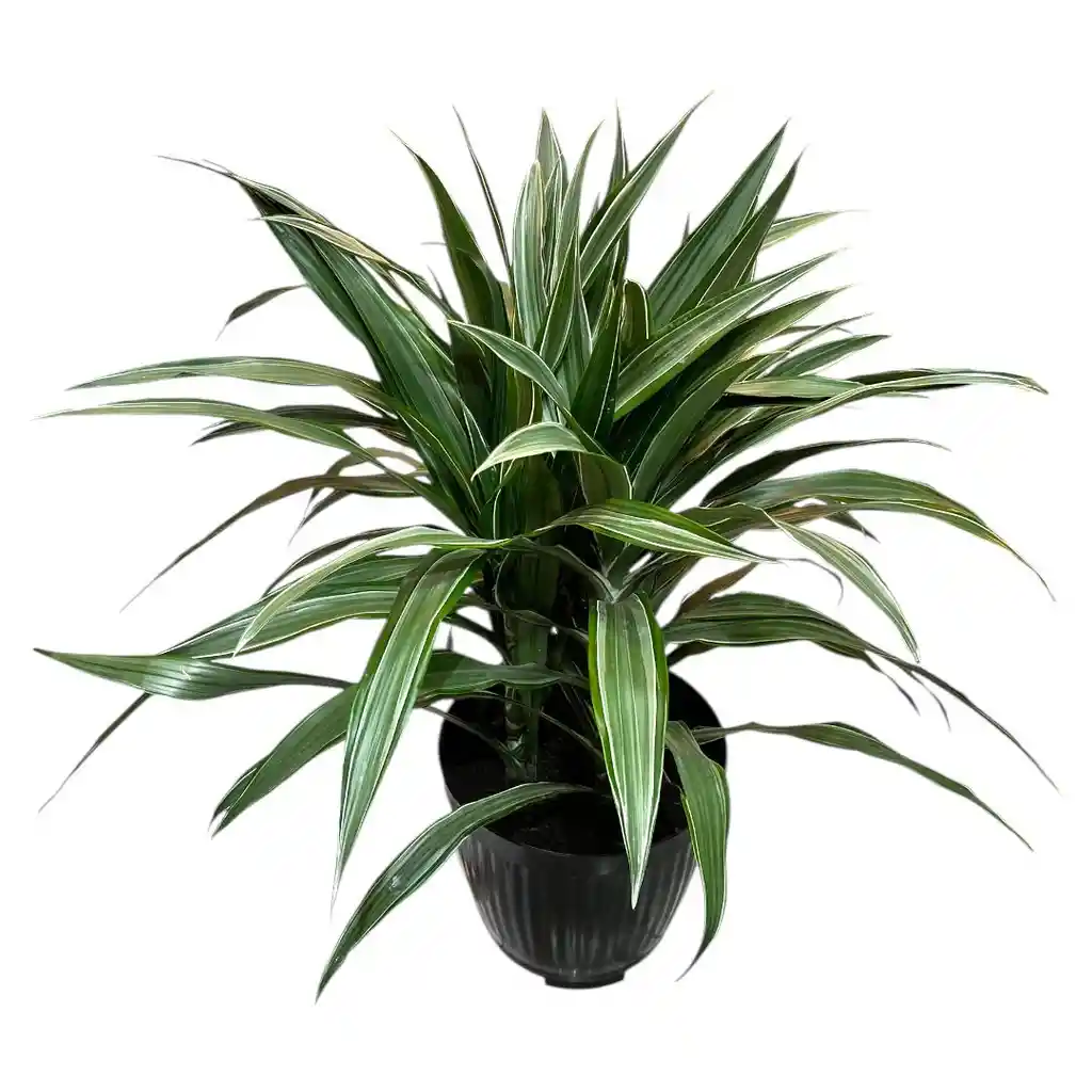 Planta Dracena Warneke En Matera