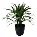 Planta Dracena Warneke En Matera