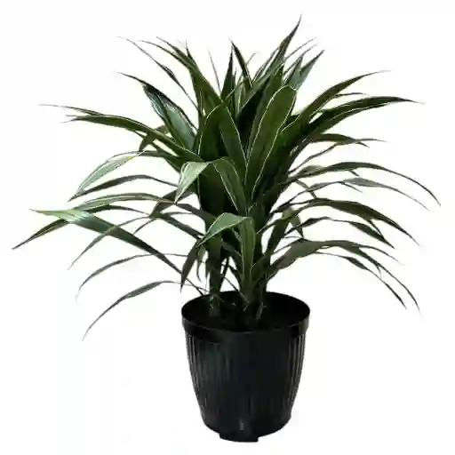 Planta Dracena Warneke En Matera